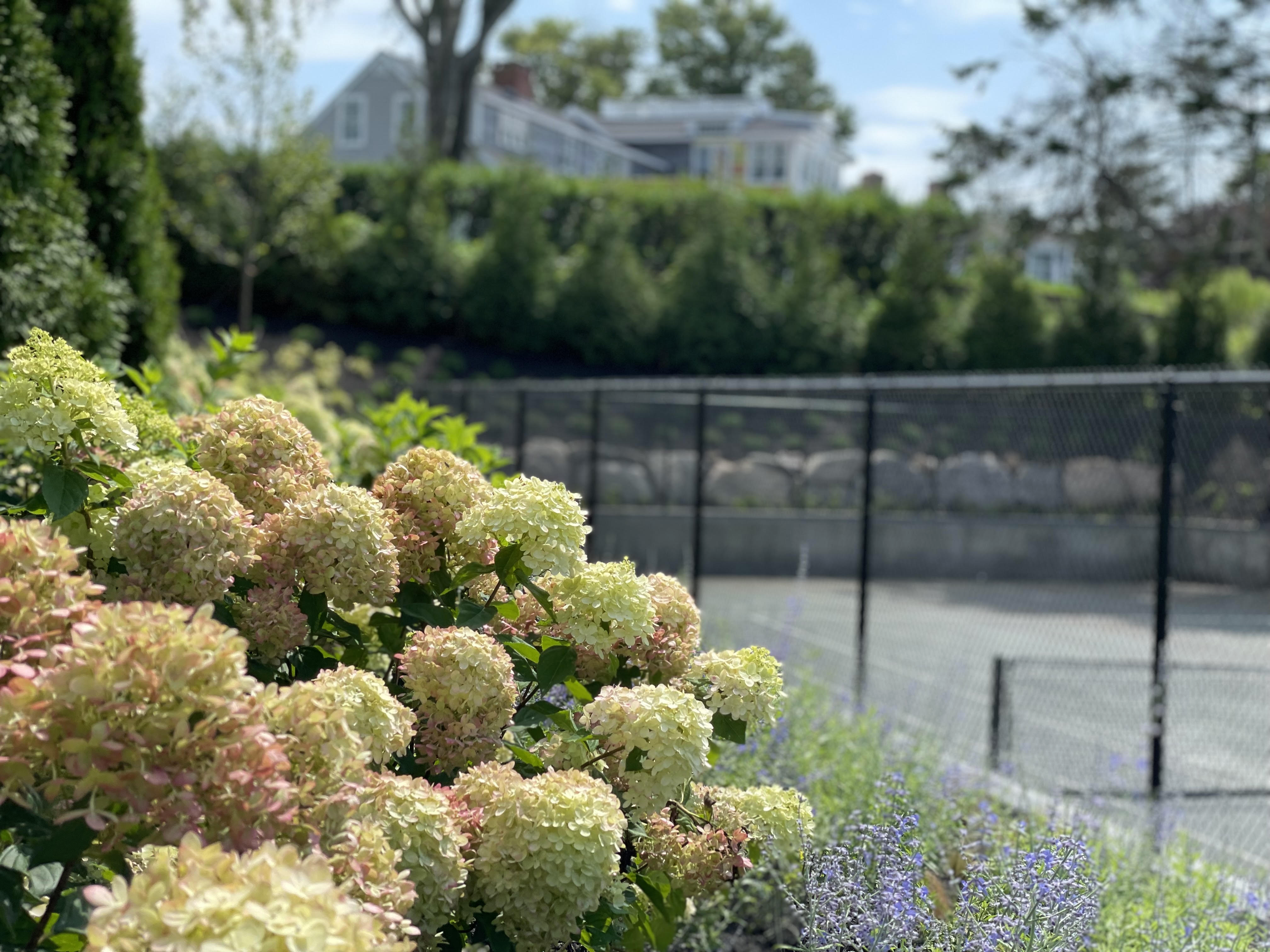 close up of hydrangeas around tennis court
